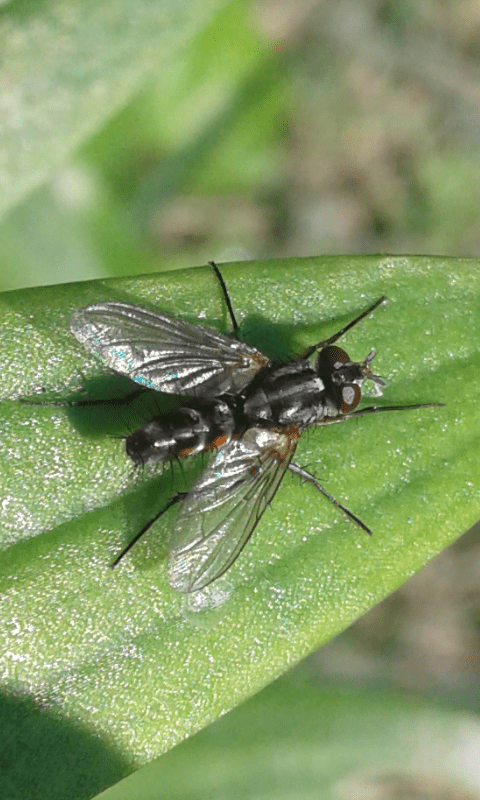 Tachinidae : Mintho sp.?  S, Mintho rufiventris